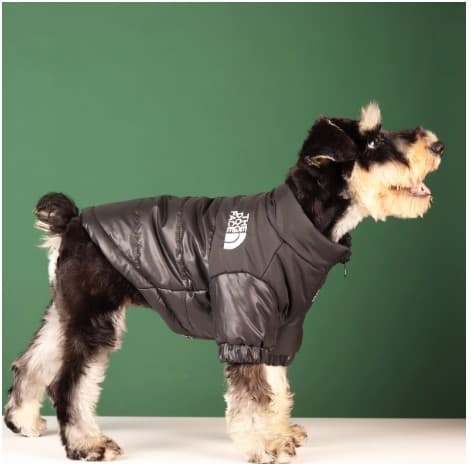 Abrigo The Dog Face  - 2